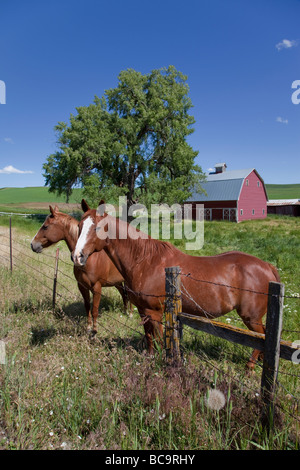 Près de Pullman, Washington, dans le sud-est du pays, Palousienne l'État de Washington. Chevaux et Red Barn. Banque D'Images