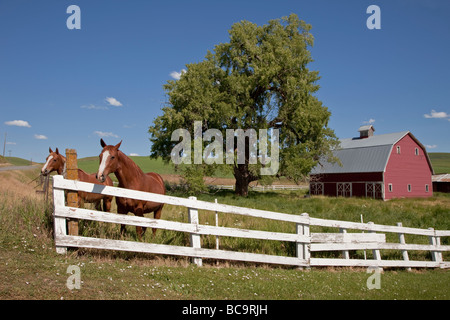 Près de Pullman, Washington, dans le sud-est du pays, Palousienne l'État de Washington. Chevaux et Red Barn. Banque D'Images