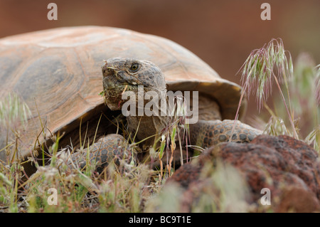 Stock photo d'une tortue du désert de Mojave, à Red Cliffs Desert, Utah, 2009. Banque D'Images