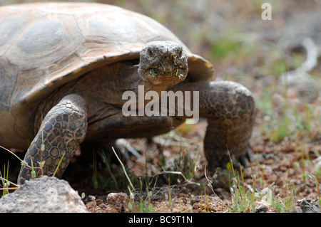 Stock photo d'une tortue du désert de Mojave, à Red Cliffs Desert, Utah, 2009. Banque D'Images