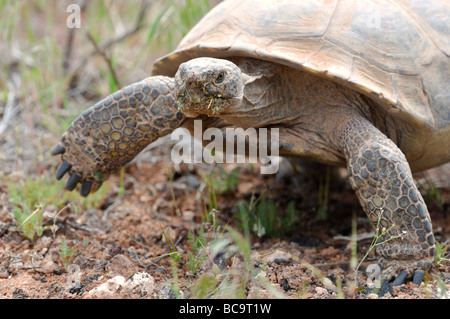 Stock photo d'une tortue du désert de Mojave, à Red Cliffs Desert, Utah, 2009. Banque D'Images