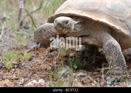 Stock photo d'une tortue du désert de Mojave, à Red Cliffs Desert, Utah, 2009. Banque D'Images