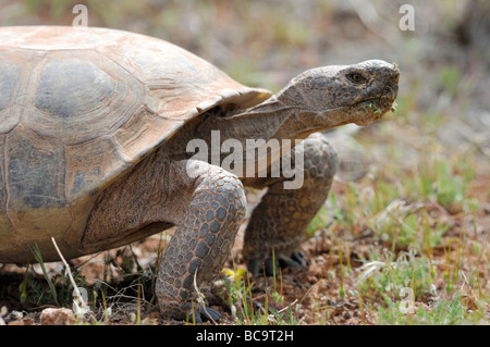 Stock photo d'une tortue du désert de Mojave, à Red Cliffs Desert, Utah, 2009. Banque D'Images