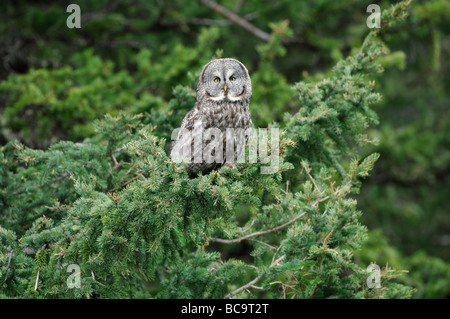 Stock photo d'une Chouette lapone assis sur une branche de pin, Yellowstone National Park, 2009. Banque D'Images