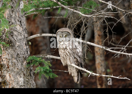 Stock photo d'une Chouette lapone assis sur la branche d'un pin, le Parc National de Yellowstone en 2009. Banque D'Images