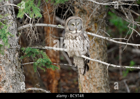 Stock photo d'une Chouette lapone assis sur la branche d'un pin, le Parc National de Yellowstone en 2009. Banque D'Images