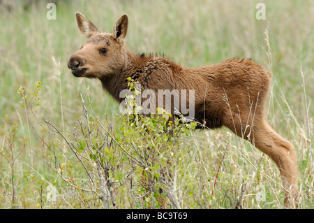 Stock photo profil d'un veau orignal dans un pré, le Parc National de Yellowstone, 2009. Banque D'Images