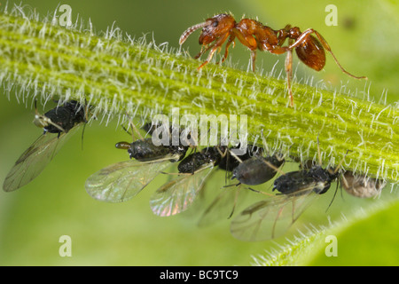 Fourmi Myrmica tendant à pucerons. Le lait qu'ils ces pucerons, le miellat est très riche en sucre. Banque D'Images