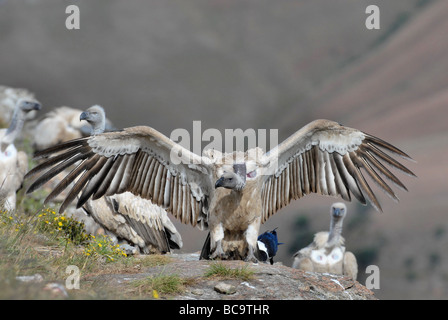 La Cape Griffon Vulture Gyps coprotheres ou du Cap est un vieux monde dans la famille Accipitridés vautour Banque D'Images