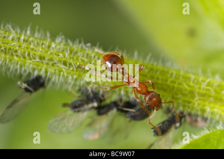 Fourmi Myrmica tendant à pucerons. Le lait qu'ils ces pucerons, le miellat est très riche en sucre. Banque D'Images