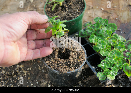 Sur terreau géraniums plantes pépinière acheté connecteur main tenant la plante saine Mars UK Banque D'Images