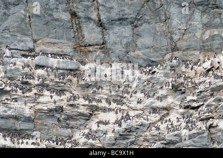 Guillemot (Uria aalge colonie nichant sur les falaises au sud de la réserve RSPB pile Anglesey Pays de Galles UK peut Banque D'Images