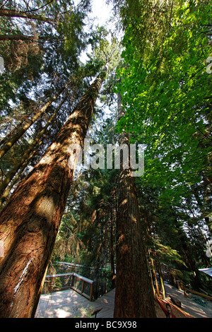 Dans la forêt près de Lynn Canyon Capilano Suspension Bridge arbres Séquoia géant Vancouver Canada Amérique du Nord Banque D'Images