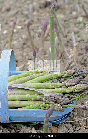 Les asperges frais coupé spears en bleu trug with knife uncut spears derrière variété cito UK peut Banque D'Images