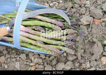 Les asperges frais coupé spears en bleu trug with knife uncut spears à bonne variété cito UK peut Banque D'Images