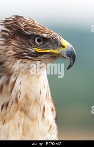 Buteo regalis. Portrait Buzzard Buse rouilleuse Banque D'Images