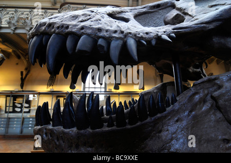 Squelette d'un tyrannosaurus rex, dinosaure le plus dangereux, dans le musée de l'histoire nationale à Paris, France. Banque D'Images