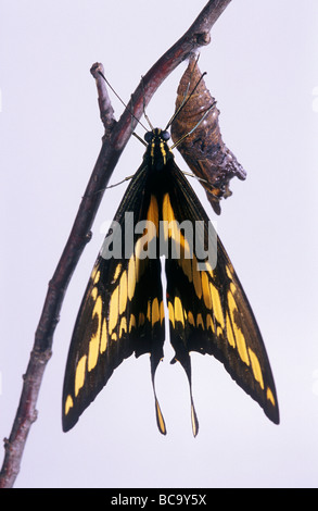 Papillon machaon Papilio machaon, séchage, ses ailes après avoir émergé de sa chrysalide Banque D'Images