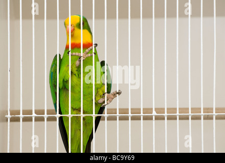 Perroquet en cage derrière les barreaux Banque D'Images