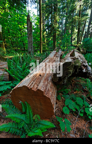 Des arbres géants de Cathedral Grove National Park sur l'île de Vancouver Canada Amérique du Nord Banque D'Images