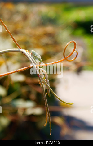 La torsion des tiges rampantes de curling avec les autres plantes. Banque D'Images