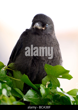 Un jeune Geai Corvus monedula Banque D'Images