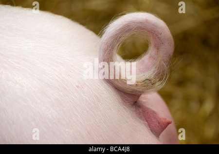 La queue de cochon gondolé Banque D'Images