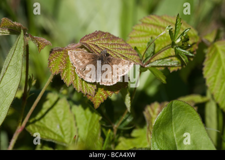 Dingy Skipper Errynis tages papillon adulte au repos sur une plante Banque D'Images