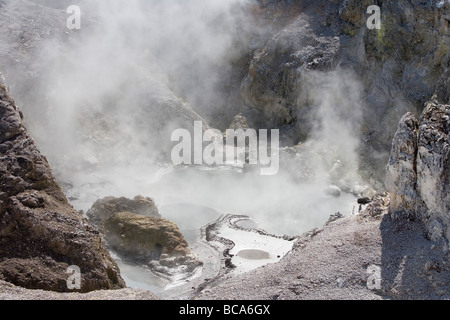 Vapeur et de boue dans le nid d'cratère, Wai-O-Tapu Thermal Wonderland, Waiotapu, près de Rotorua, île du Nord, Nouvelle-Zélande Banque D'Images