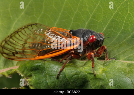 Un périodique ou cicada cicada 17 ans après l'émergence. Banque D'Images