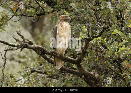 Une buse à queue rouge juvénile perches dans un chêne. Banque D'Images
