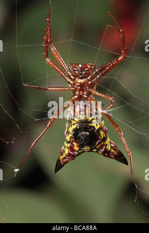 Micrathena en forme de flèche sur son araignée orb web. Banque D'Images