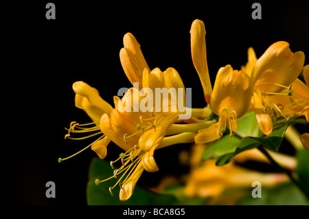 Une fleur de chèvrefeuille (Lonicera) Orange Banque D'Images