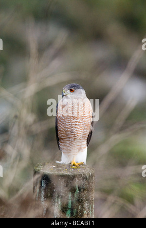 L'Autour des palombes (Accipiter gentilis) perché sur un poteau de clôture. Banque D'Images