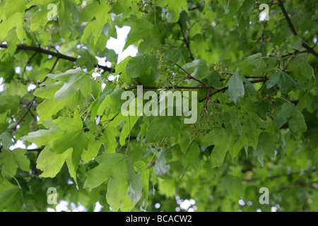 Domaine Maple, Acer campestre, Aceraceae Banque D'Images