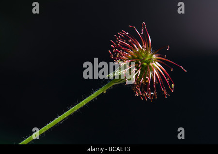 Geum urbanum Benoîte Banque D'Images