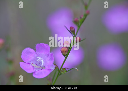 Le purple gerardia est membre de la famille snapdragon, il blloms entre juillet et septembre et perfers beau sol humide. Banque D'Images