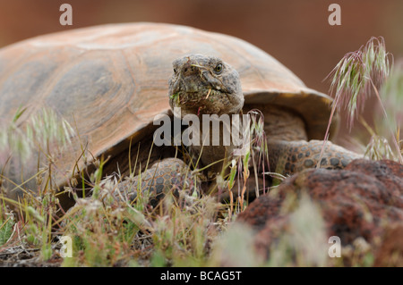 Stock photo d'une tortue du désert de Mojave, à Red Cliffs Desert, Utah, 2009. Banque D'Images