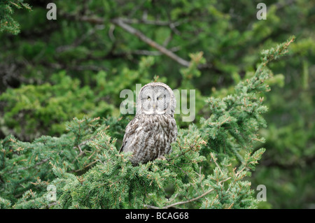 Stock photo d'une Chouette lapone assis sur une branche de pin, Yellowstone National Park, 2009. Banque D'Images