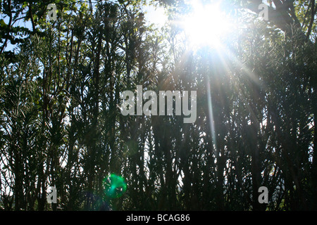 Soleil à travers le romarin Banque D'Images