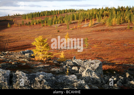 L'Oural polaire, région de Tioumen, au nord de la Sibérie occidentale, en Russie. Banque D'Images