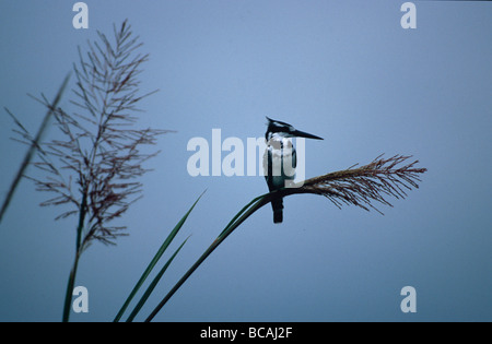 Un pied Kingfisher se percher sur une roselière avant qu'un ciel d'orage. Banque D'Images