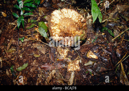 Fruit à pain pourrir sur le sol de la forêt tropicale mangés par les chimpanzés. Banque D'Images