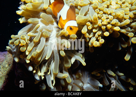 Une pièce lumineuse à motifs orange poissons clowns défendant une anémone de mer. Banque D'Images