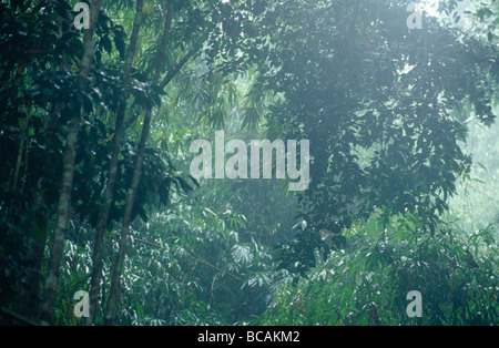 Des pluies torrentielles tombent dans une verdoyante et dense forêt tropicale. Banque D'Images