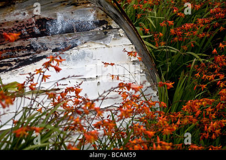 Crocosmia croître autour d'un vieux bateau abandonné, Roundstone, Connemara, République d'Irlande Banque D'Images