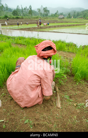 Vieux Pwo Karen hill tribe femme travaillant avec des plants de riz pendant la saison de repiquage en Thaïlande du nord Banque D'Images