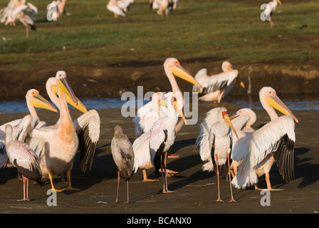 Grand Pélican blanc Pelecanus onocrotalus et bec jaune Stork Mycteria ibis le PARC NATIONAL DE NAKURU NAKURU Kenya Afrique de l'Est Banque D'Images