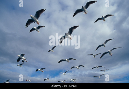 Un troupeau de mouettes d'argent s'envoler dans la formation de vol contre un ciel nuageux. Banque D'Images