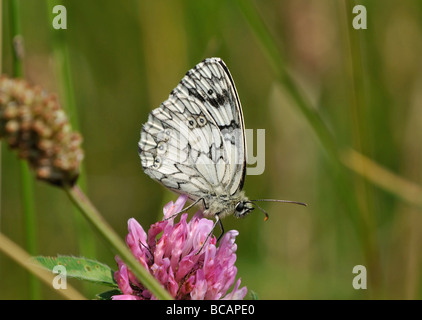 Papillon blanc marbré Melanargia galathea sur le trèfle rouge d'alimentation Banque D'Images